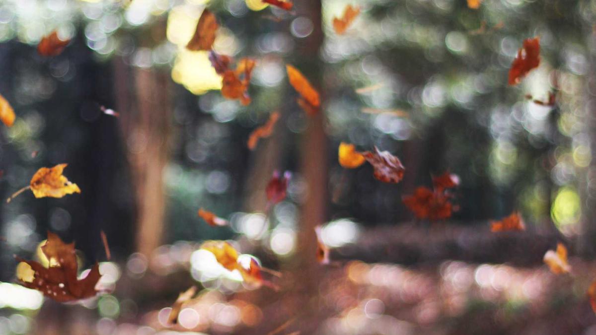 Detailansicht: Catherine Ohara Gestorben