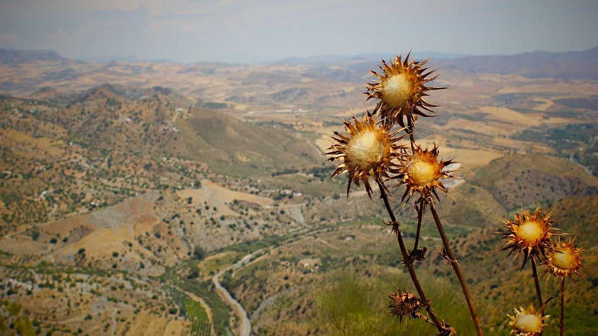 Illustration zu Desiree Nosbusch