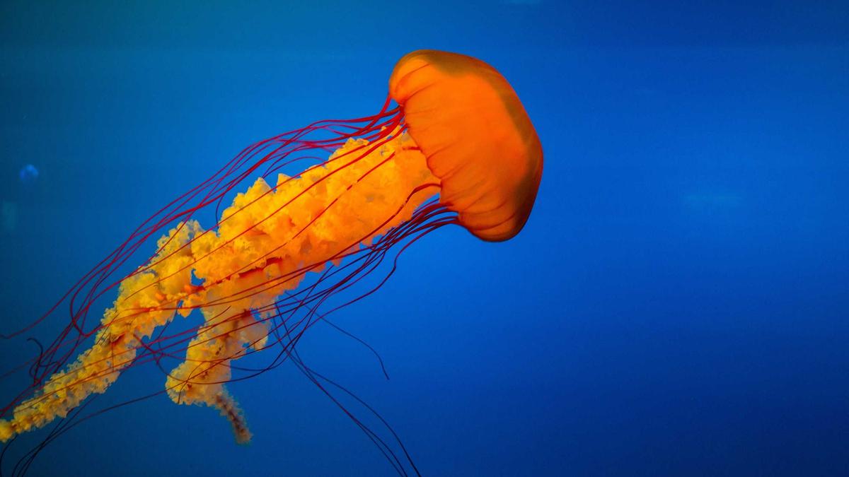 Illustration zu Elsie Hewitt Stillen