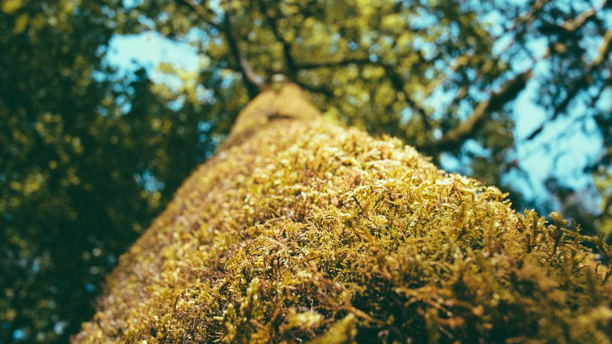 Detailansicht: Nordische Kombination Olympia