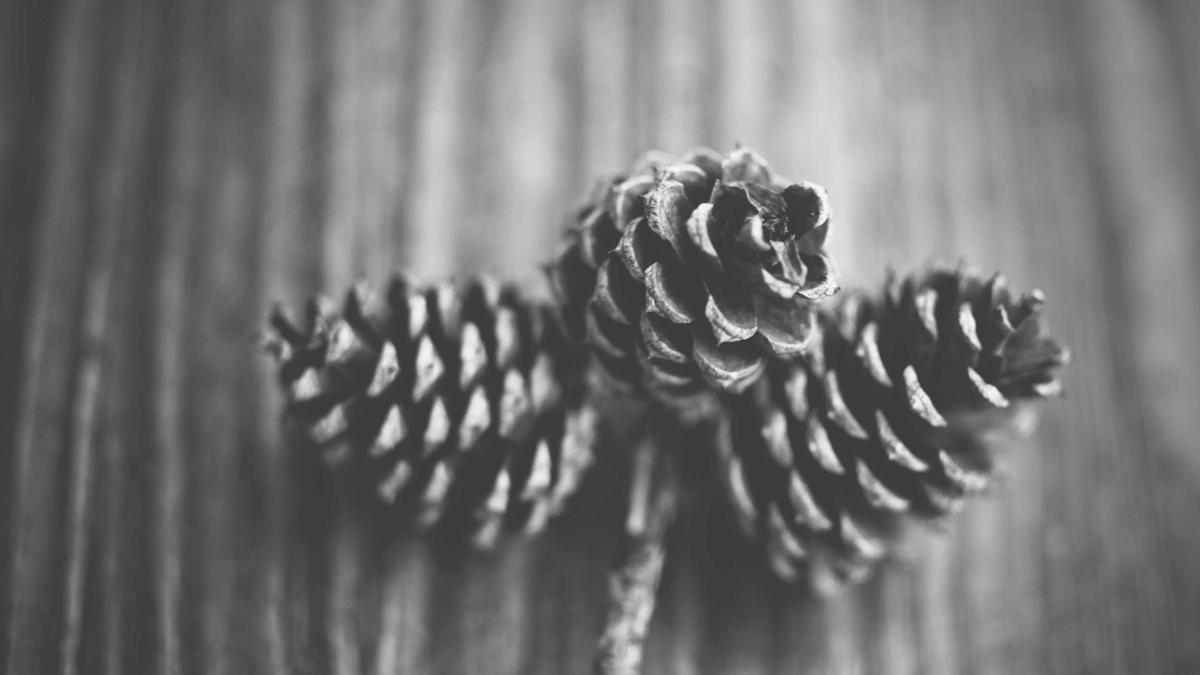 Shia Labeouf Verhaftung Illustration zu Shia Labeouf Verhaftung