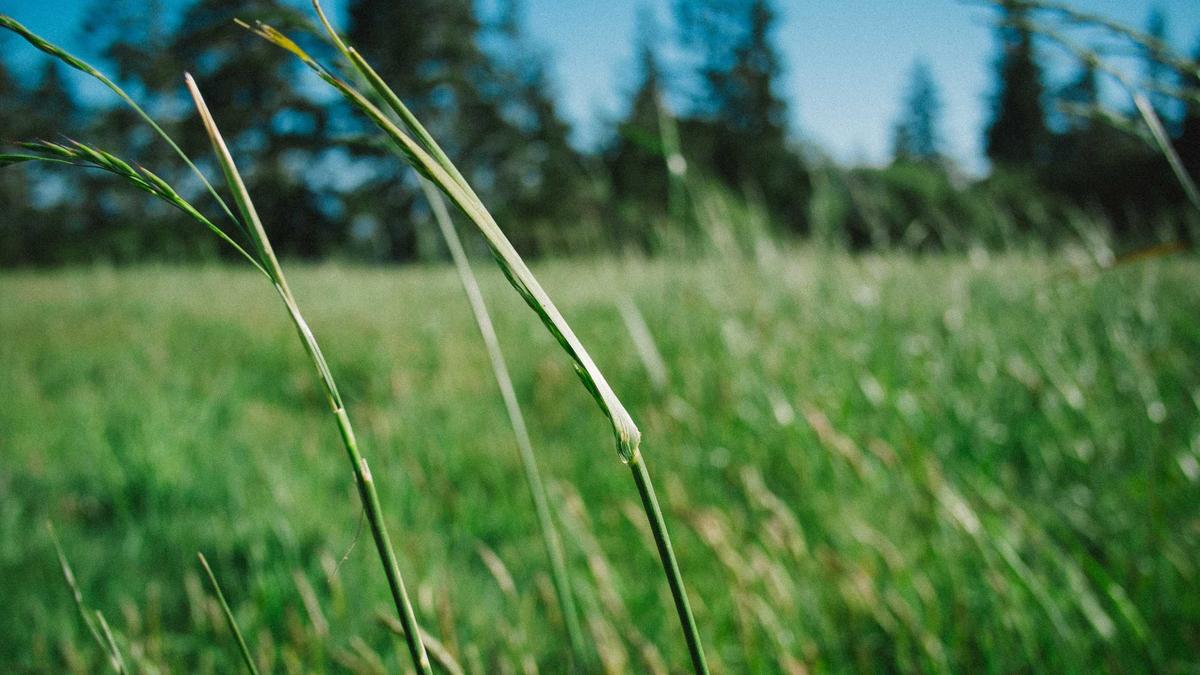 Symbolbild zum Thema Barry Manilow Krebs