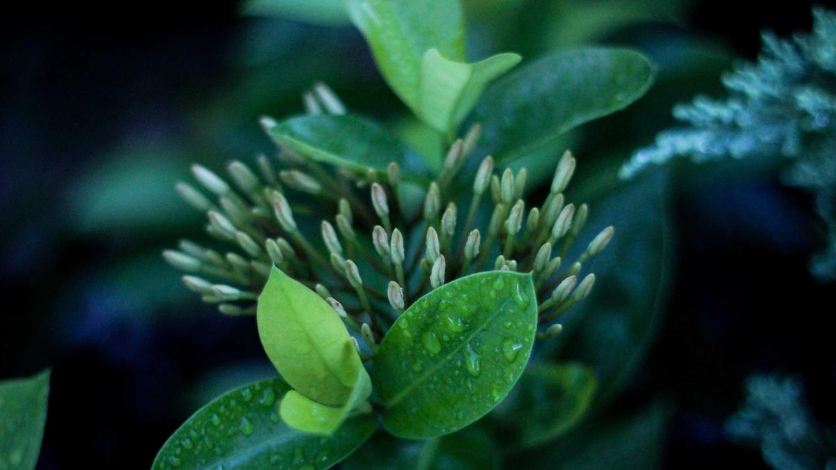 Boho Sommerkleider Detailansicht: Boho Sommerkleider