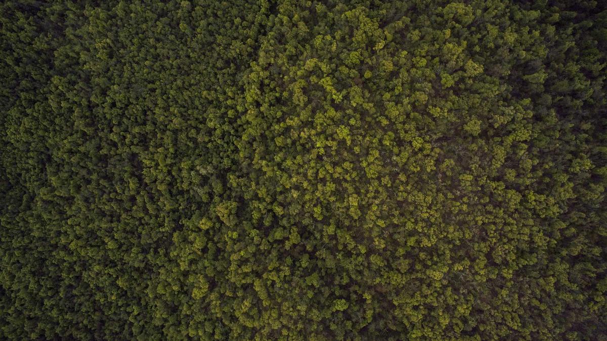 Symbolbild zum Thema Buckelwal Rettung Ostsee