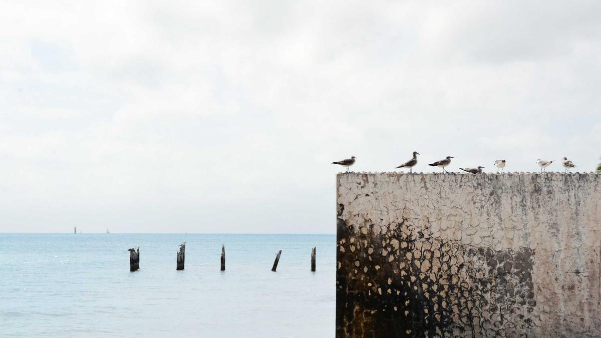Illustration zu Buckelwal Timmendorfer Strand