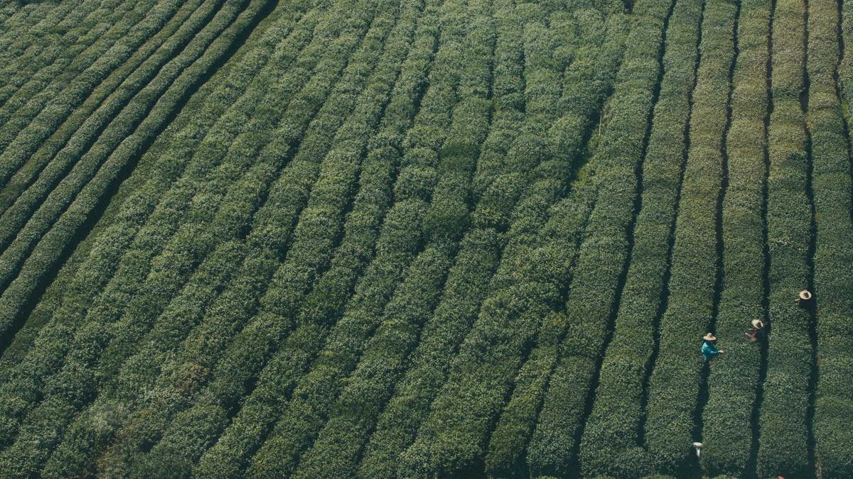 Detailansicht: Hochzeitsgast Kleider Frühling