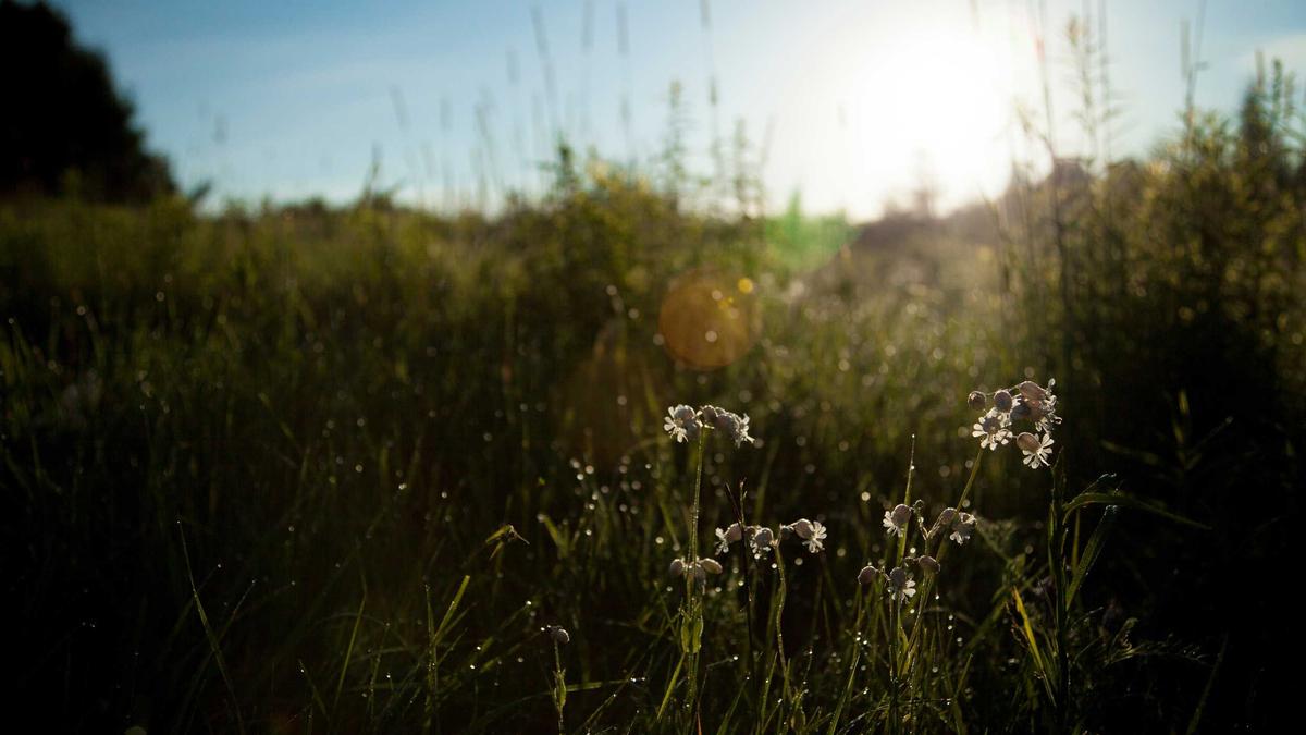 Illustration zu Joel Schwärzler