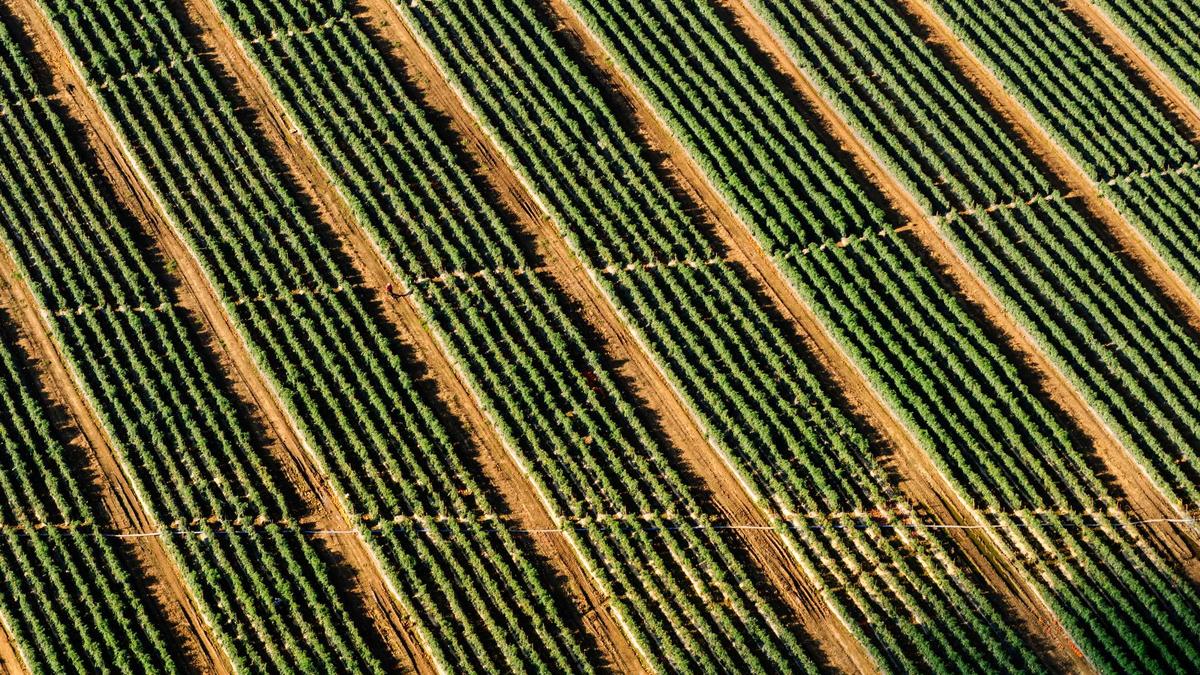Symbolbild zum Thema Lewandowski