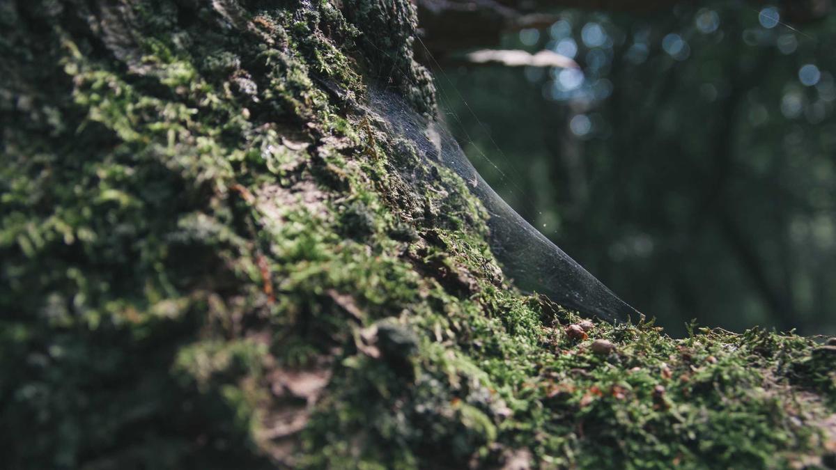 Detailansicht: Meteorit Koblenz