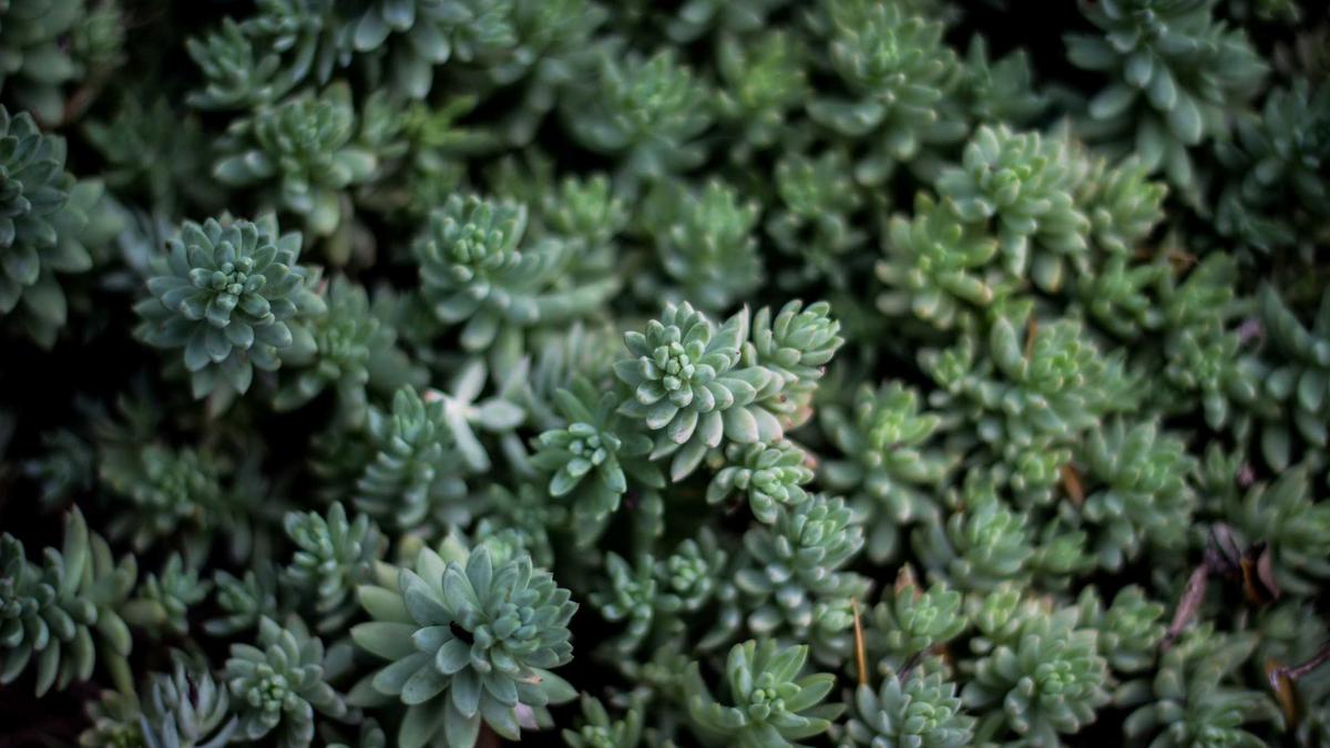 Orf On Illustration zu Orf On