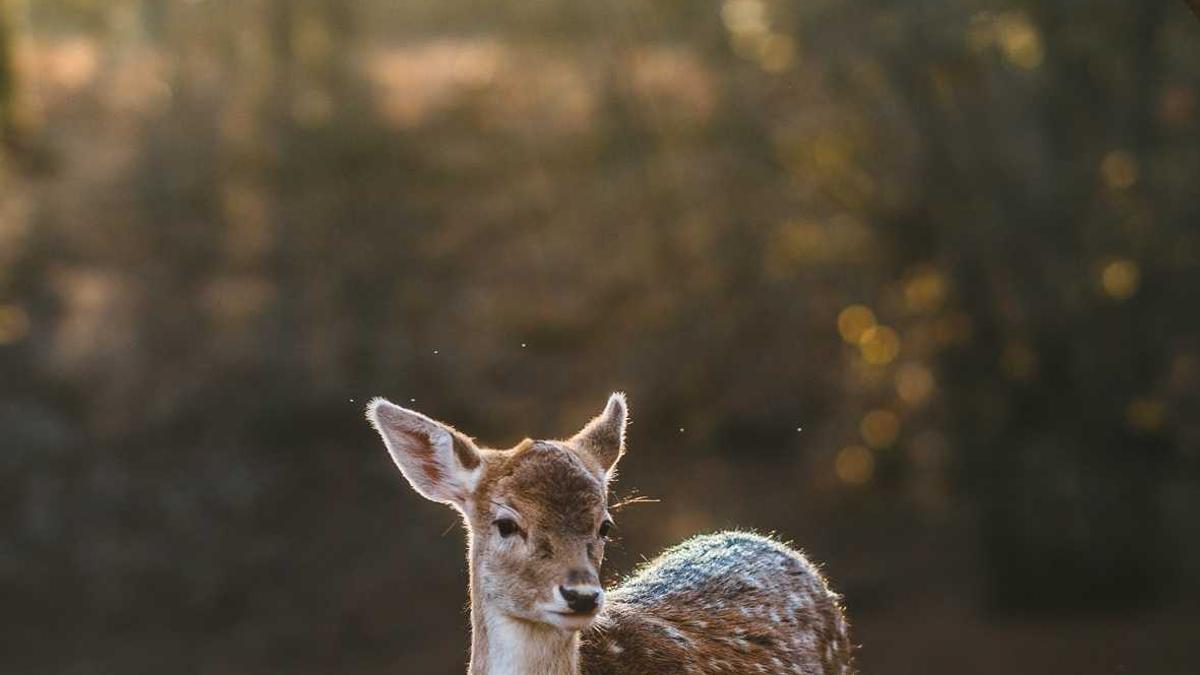 Osterfeuer Tiere Detailansicht: Osterfeuer Tiere