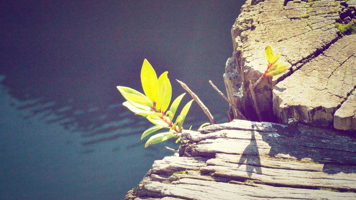 Rapid Wien – Lask Illustration zu Rapid Wien – Lask