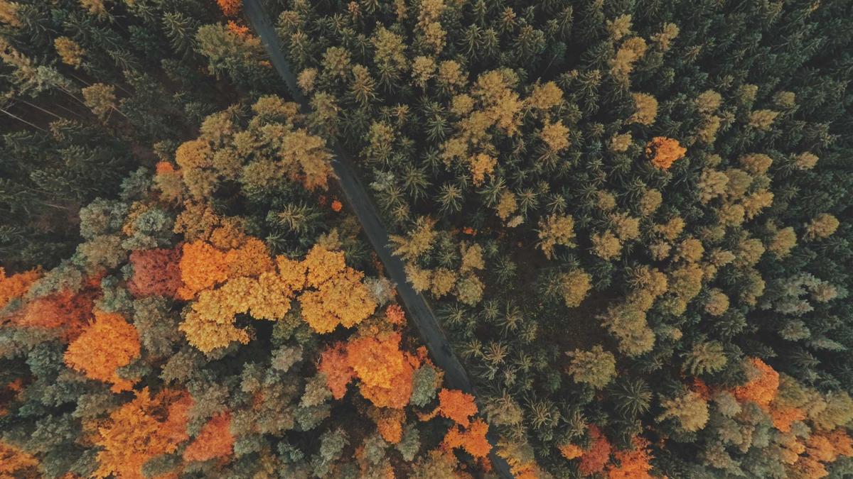 Detailansicht: Sri Lanka