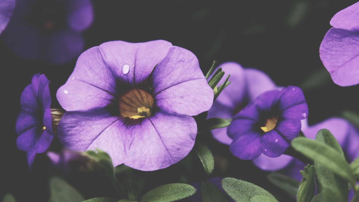 Illustration zu SV Ried Lask Kühbauer