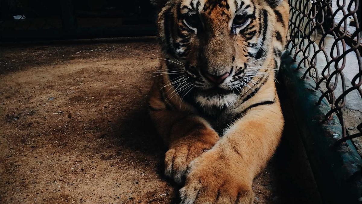 Symbolbild zum Thema The Witcher Staffel 5