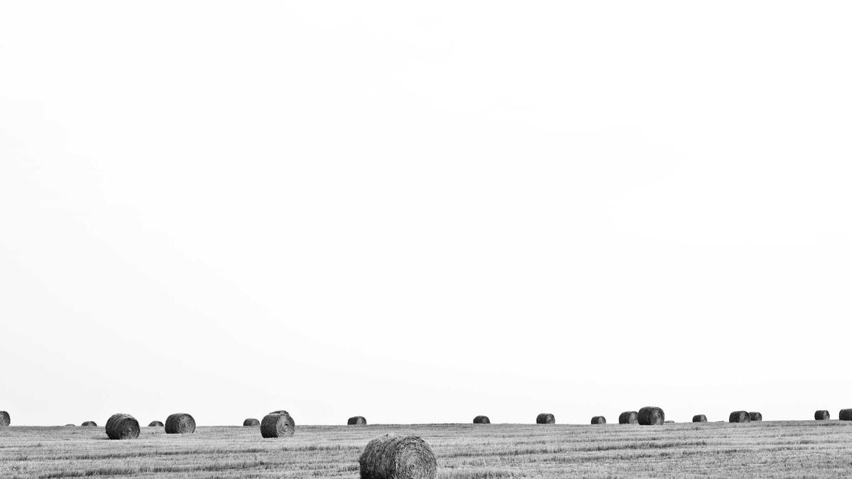 Detailansicht: AFD Insa Umfrage