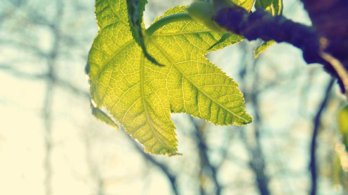 Detailansicht: Birkenpollen Allergie