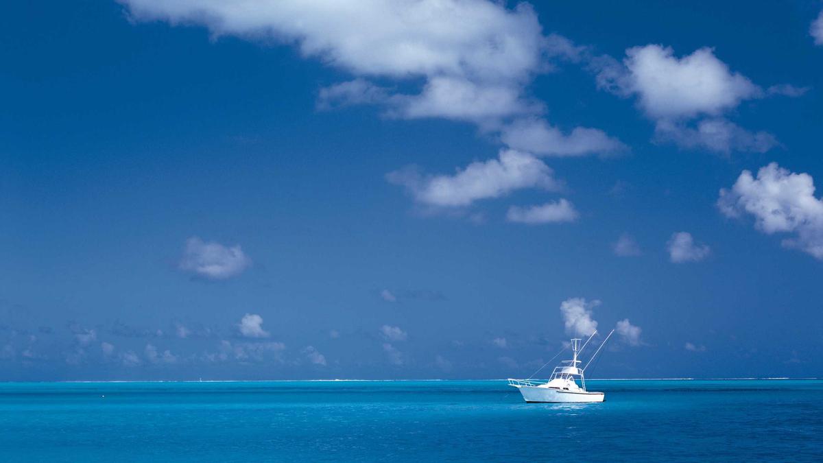 Buckelwal Ostsee Gestrandet Detailansicht: Buckelwal Ostsee Gestrandet