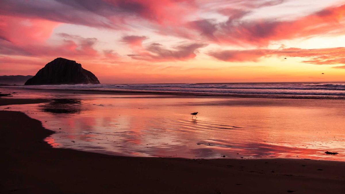 Fleisch Detailansicht: Fleisch