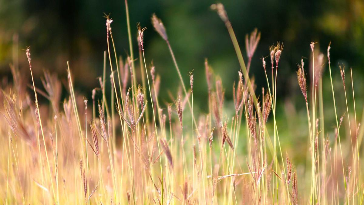 Detailansicht: Jennersdorf