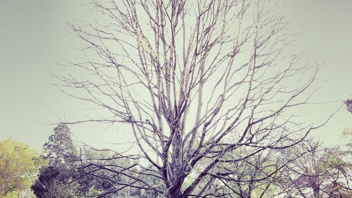 Detailansicht: Liverpool – Crystal Palace