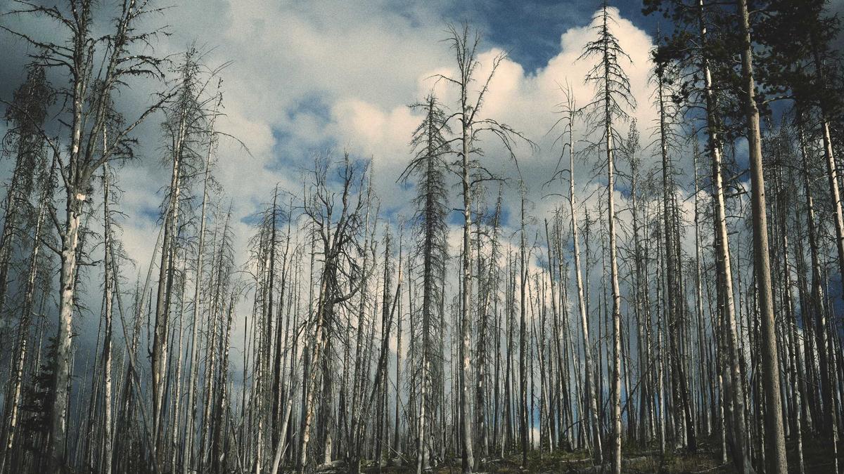 Detailansicht: Morgenstern Trump