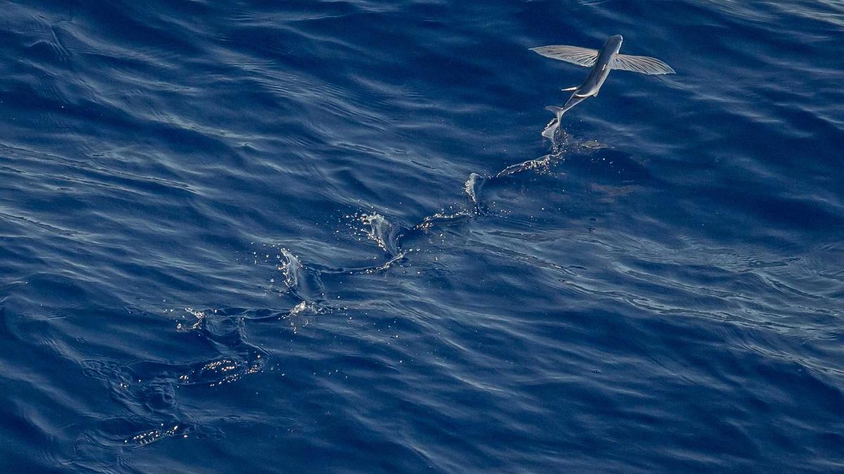 Illustration zu Natalie Portman Schwanger