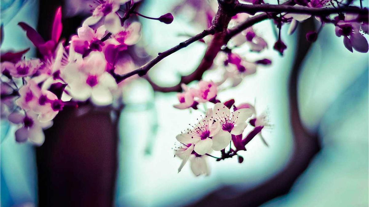 Illustration zu Newcastle – Bournemouth