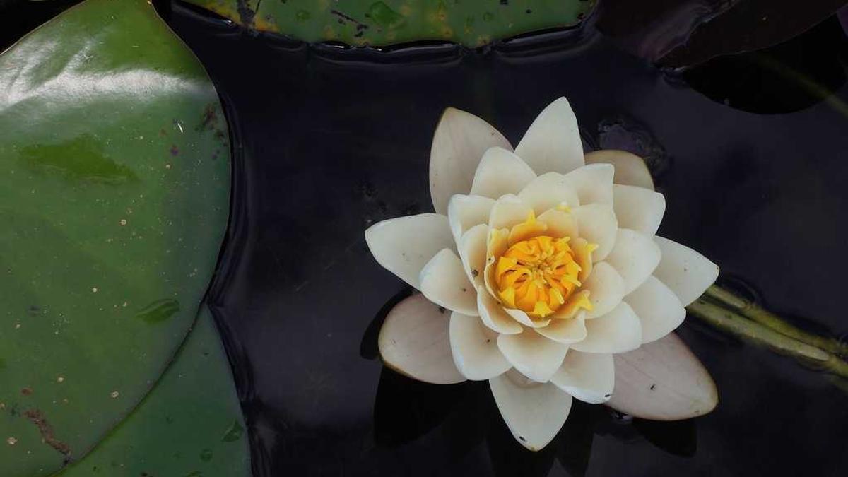 Detailansicht: Schauspielerin Nadia Farès