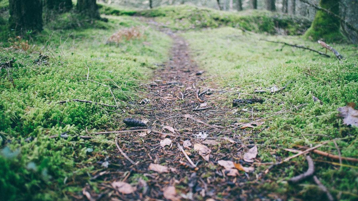 Detailansicht: Sinner Alcaraz