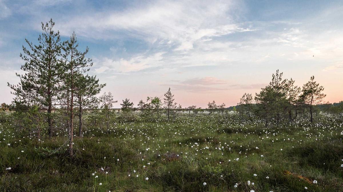 Symbolbild zum Thema Veronica Ferres