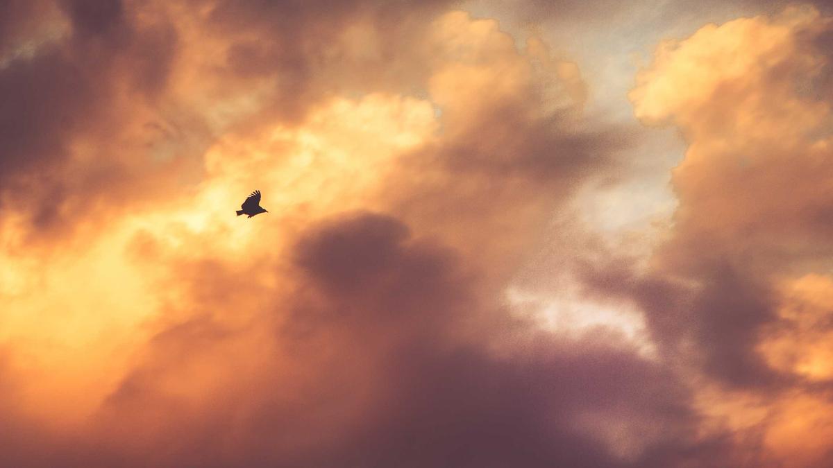 Detailansicht: Volksbegehren