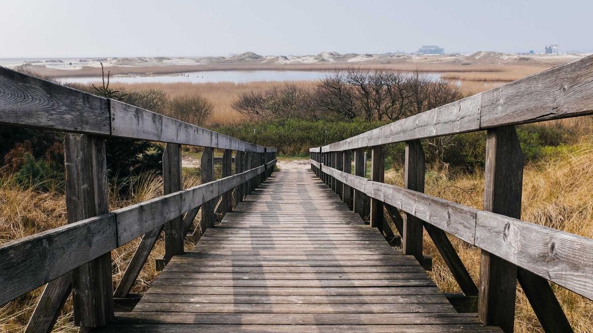 Detailansicht: Wal Ostsee Rettung