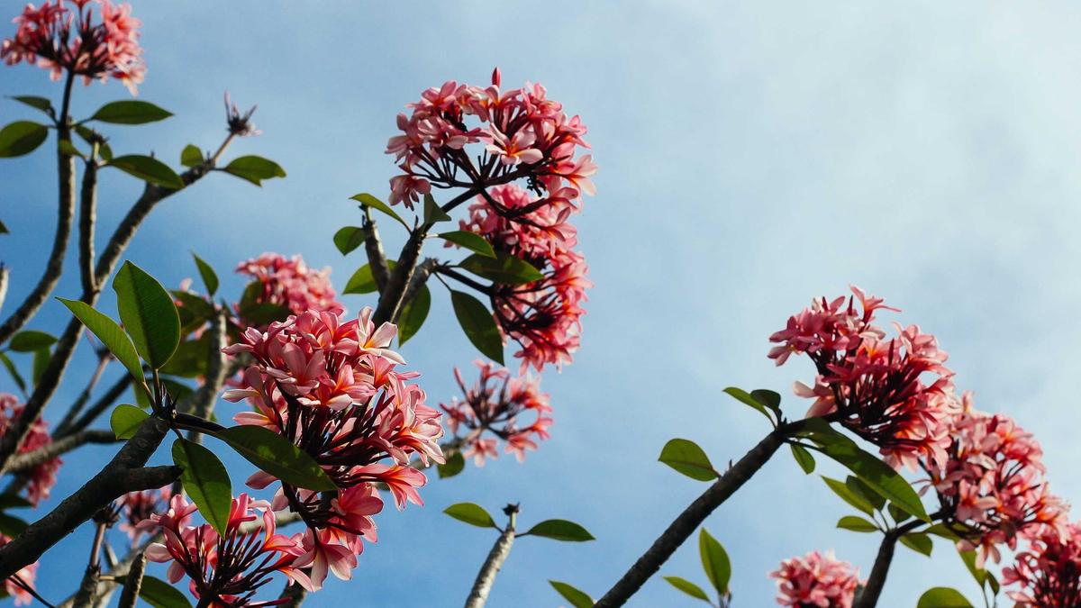 Detailansicht: Wendy Holdener