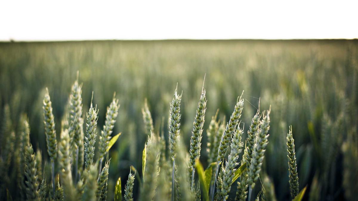 Wismar Wal Illustration zu Wismar Wal