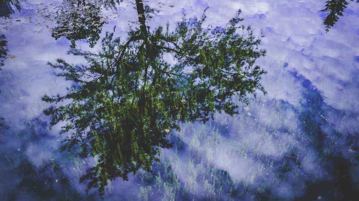 Illustration zu Young Violets – Austria Lustenau