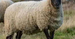 Lammnappa Lederjacke in hellem Braun, weich fallend und fein genarbt, perfekt für den Übergang.